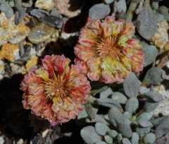 Eriogonum twisselmannii