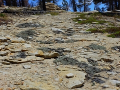 Eriogonum twisselmannii