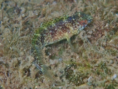 Malacoctenus macropus