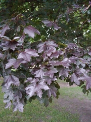 Acer platanoides