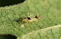 Hyaliodes