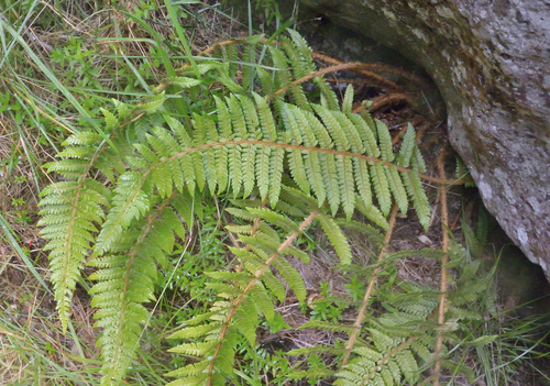 Polystichum bonseyi
