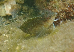 Malacoctenus macropus