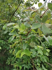 Vitex mollis