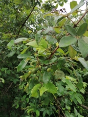 Vitex mollis