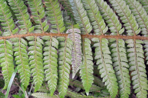 Polystichum bonseyi