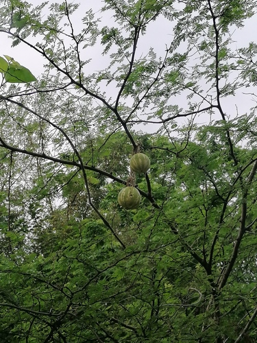 Cucurbita argyrosperma (Cucurbita argyrosperma)