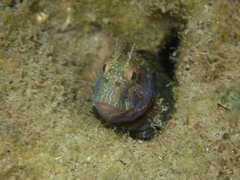 Parablennius marmoreus