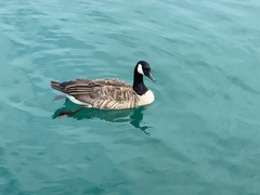 Branta canadensis