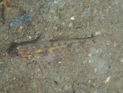 Coryphopterus glaucofraenum