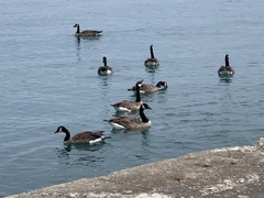 Branta canadensis