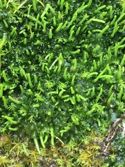 Anthoceros