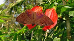 Eurybia molochina