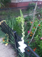 Gladiolus