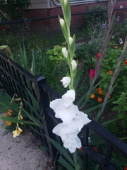 Gladiolus