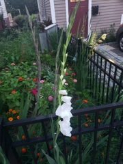 Gladiolus