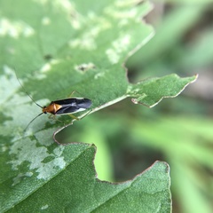 Pseudomops septentrionalis