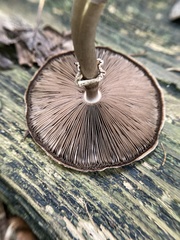 Agaricus diminutivus