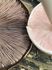 Agaricus diminutivus