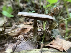 Agaricus diminutivus