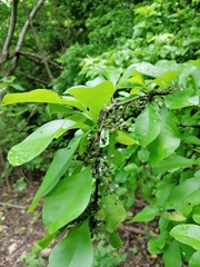 Achatocarpus oaxacanus