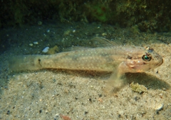 Coryphopterus