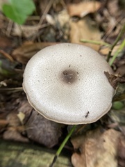 Agaricus diminutivus