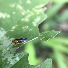 Pseudomops septentrionalis