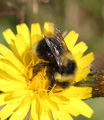 Bombus rufocinctus