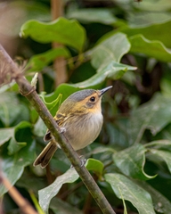 Poecilotriccus plumbeiceps