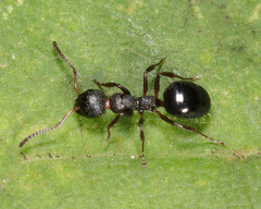 Dolichoderus pustulatus