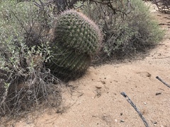 Ferocactus wislizeni