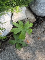Anemonastrum canadense