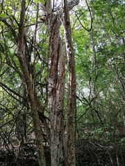 Calycophyllum candidissimum