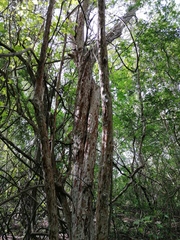 Calycophyllum candidissimum