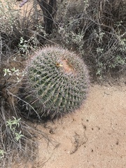 Ferocactus wislizeni
