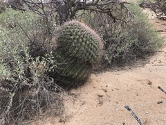 Ferocactus wislizeni