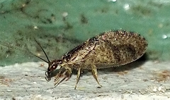 Sympherobius barberi
