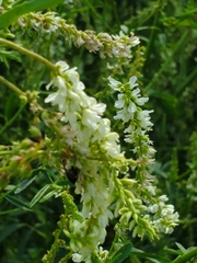 Melilotus albus