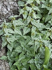 Lamium galeobdolon flavidum