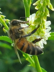 Apis mellifera