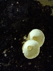 Leucocoprinus