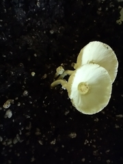 Leucocoprinus