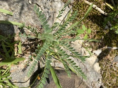 Astragalus tennesseensis