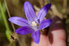 Brodiaea terrestris terrestris