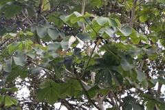 Cecropia longipes