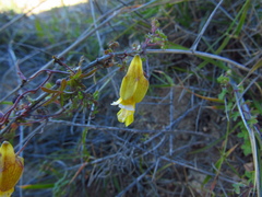Tropaeolum hookerianum