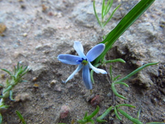Tecophilaea violiflora