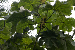 Cecropia longipes