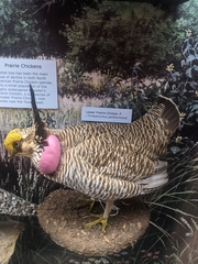 Tympanuchus pallidicinctus